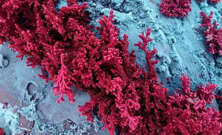 Corallo rosso