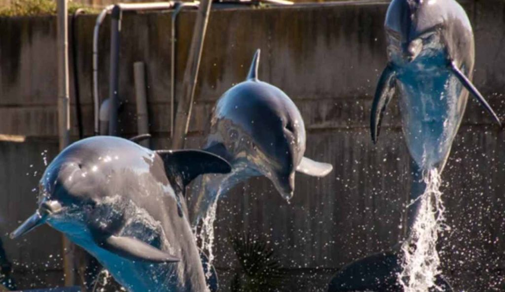 Delfini ammaestrati (Depositphotos foto) - www.marinecue.it