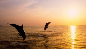 Con un brutto predatore