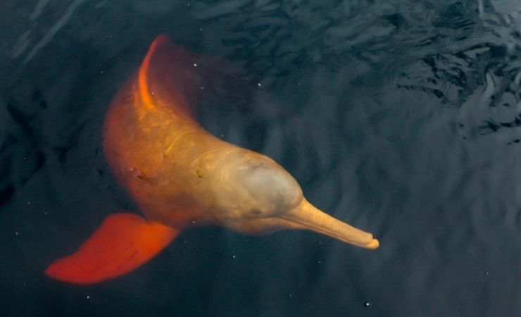 Delfino rosa Amazzonia