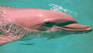 Delfino rosa