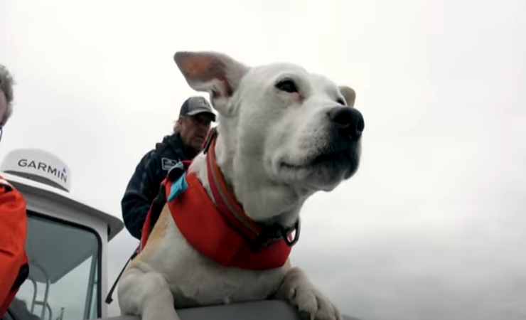 Eba il cane scienziato