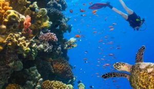 Fondali del Mar Rosso (Depositphotos foto) - www.marinecue.it