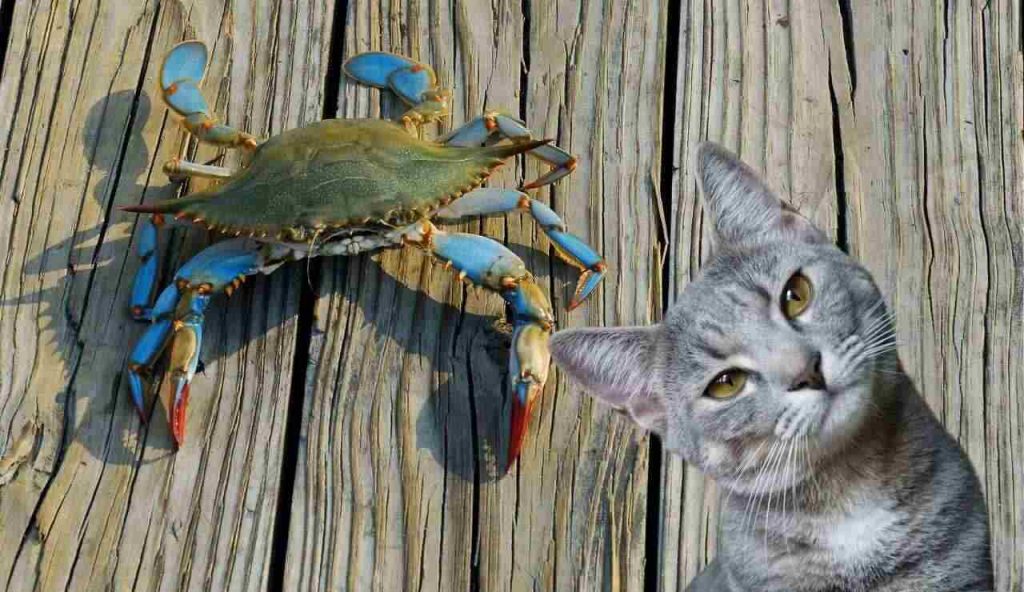 Granchio blu, per fermare definitivamente il problema ne hanno inventata un’altra | Diventato cibo per gatti