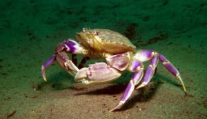 Granchio in mare (Depositphotos foto) - www.marinecue.it