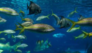 Gruppo di pesci (Depositphotos foto) - www.marinecue.it