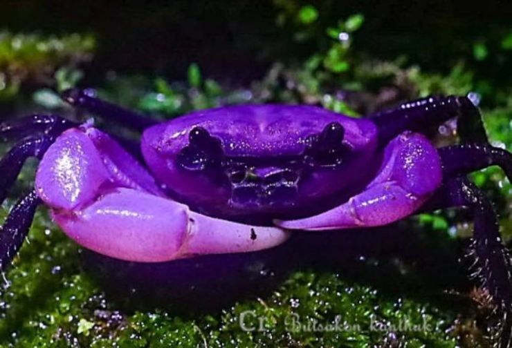 Il granchio viola (Reddit foto) - www.marinecue.it