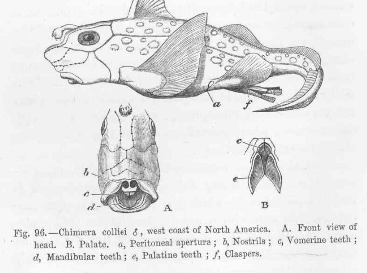Illustrazione del Chimaera Colliei (Albert Gunther - Wikimedia Commons) - www.marinecue.it
