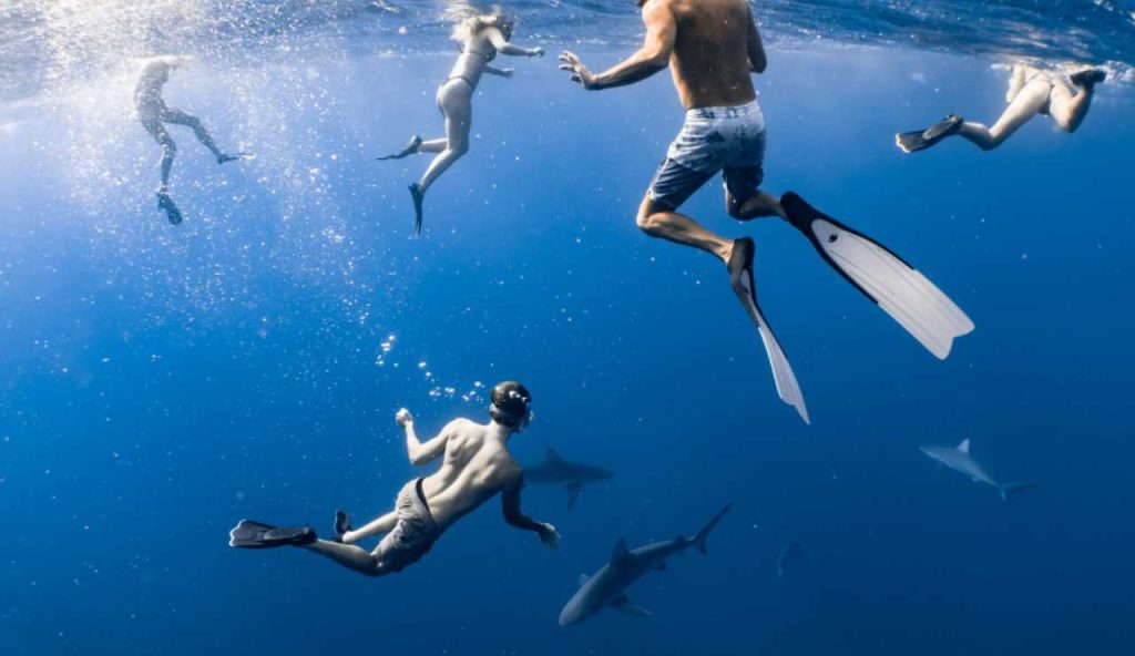 Illustrazione di alcune persone che nuotano con gli squali (Canva FOTO) - marinecue.it
