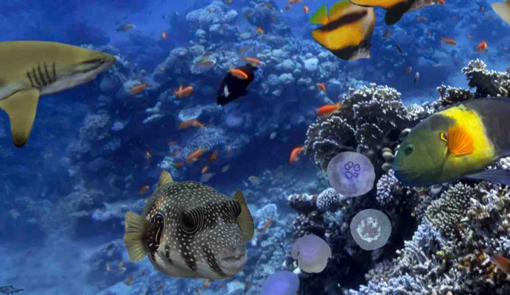 Illustrazione di alcune specie marine (Canva FOTO) - marinecue.it