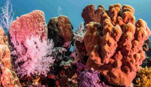 Illustrazione di alcuni coralli (Canva FOTO) - marinecue.it