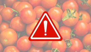 Illustrazione di alcuni pomodori (Canva FOTO) - marinecue.it