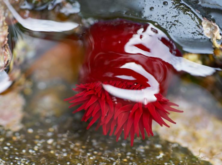Illustrazione di un esemplare di Actinia equina (Canva FOTO) - marinecue.it