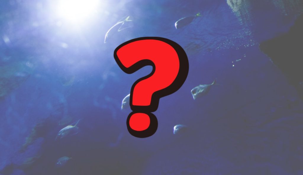 Illustrazione di un fondale (Canva FOTO) - marinecue.it