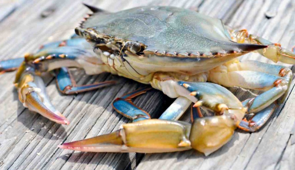 Illustrazione di un granchio blu (Canva FOTO) - marinecue.it