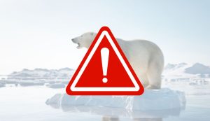 Illustrazione di un orso polare (Canva FOTO) - marinecue.it