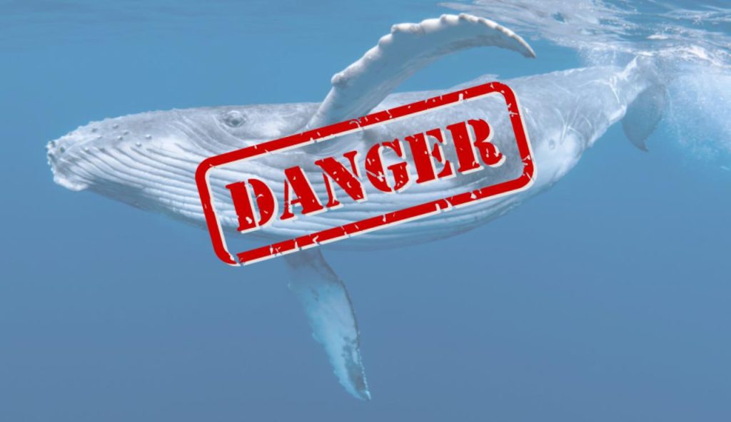 Illustrazione di una balenottera azzurra (Canva foto)-marinecue.it