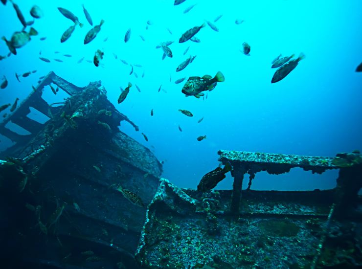 Illustrazione di un'antica nave con alcuni pesci (Canva FOTO) - marinecue.it