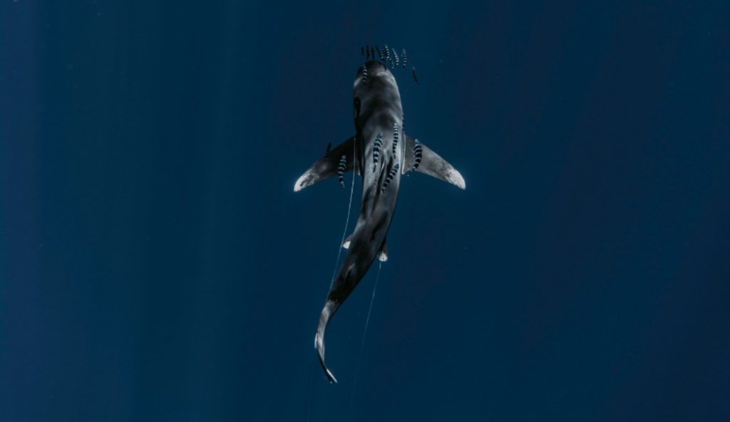 Illustrazione di uno squalo (Canva FOTO) - marinecue.it