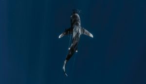 Illustrazione di uno squalo (Canva FOTO) - marinecue.it