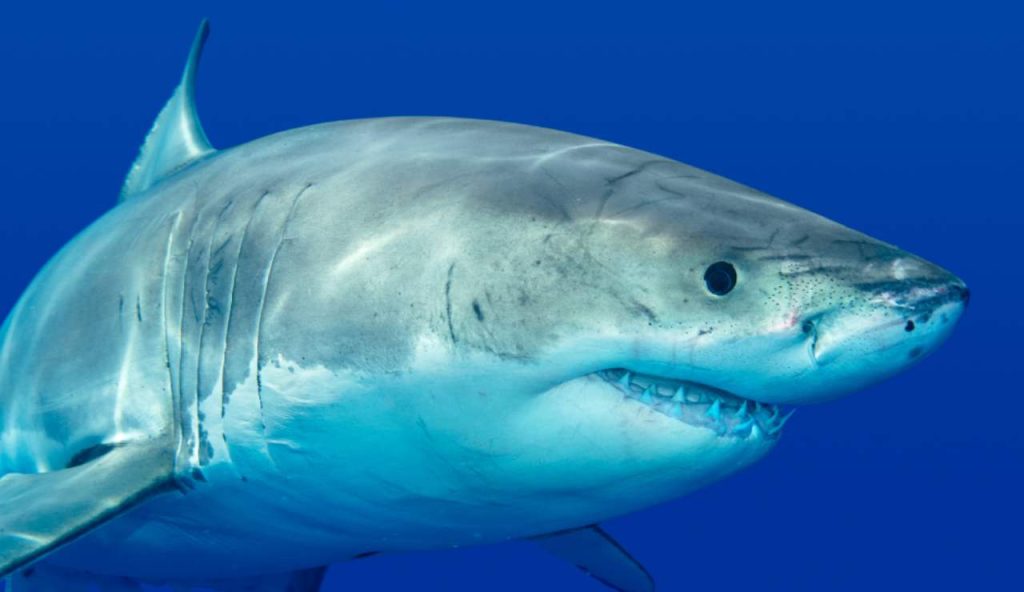 Illustrazione di uno squalo bianco (Canva FOTO) - marinecue.it