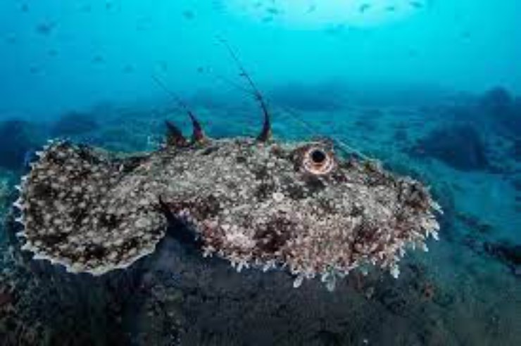 Rana Pescatrice