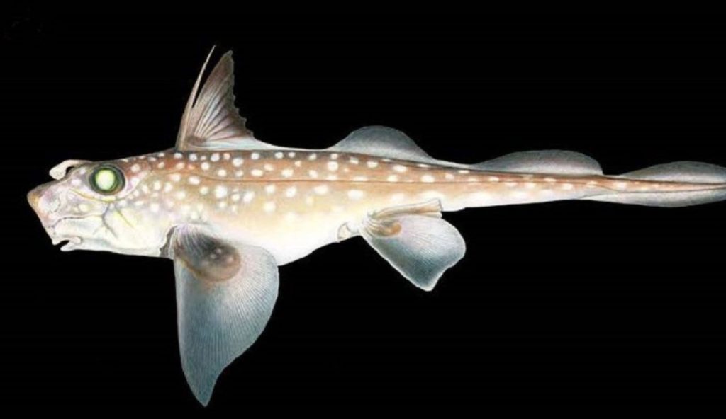 Lo strano pesce (Joseph R. Tomelleri - Wikimedia Commons) - www.marinecue.it