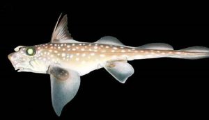 Lo strano pesce (Joseph R. Tomelleri - Wikimedia Commons) - www.marinecue.it
