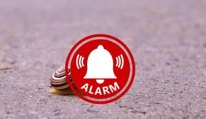 Lumaca in estinzione