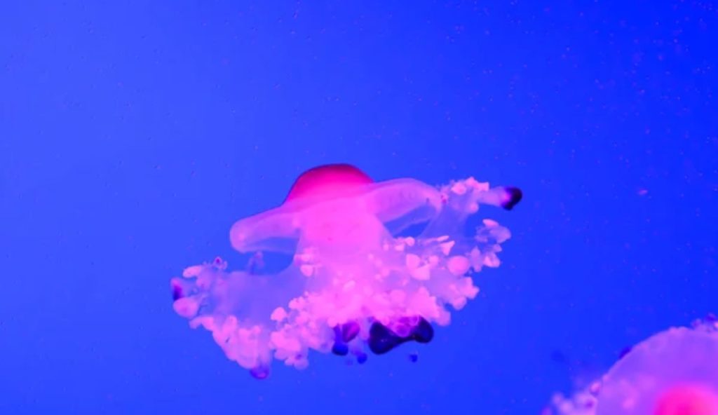 Meduse