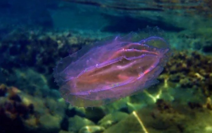 Mnemiopsis leidyi in mare (Depositphotos foto) - www.marinecue.it