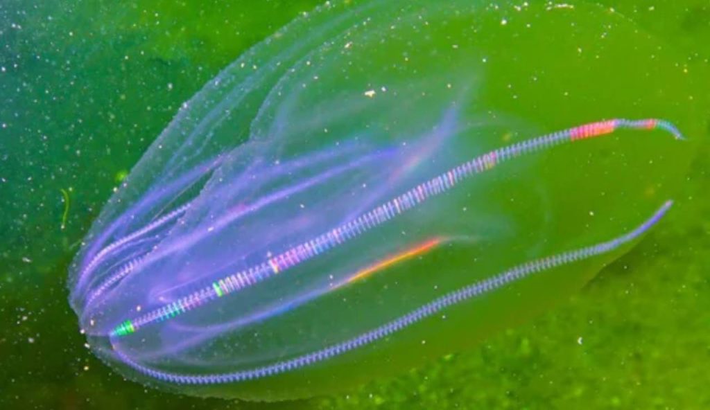 Noce di mare (Depositphotos foto) - www.marinecue.it