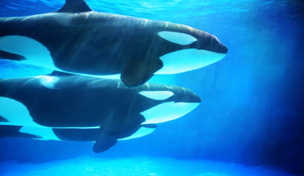 Attacco inspiegabile