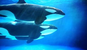 Attacco inspiegabile