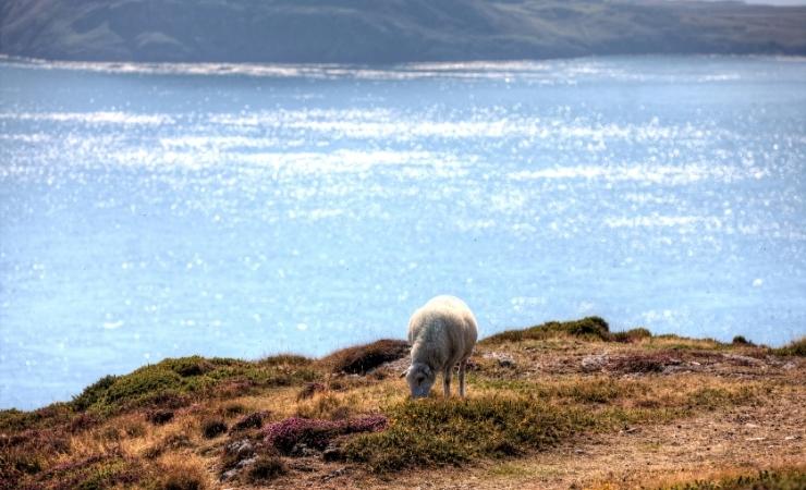 Pecora Bardsey Island