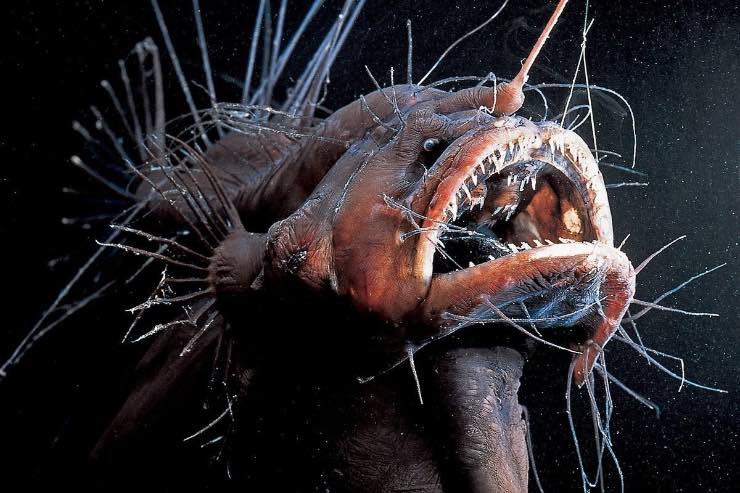 Pesce frankstein