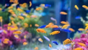 Pesci in acquario