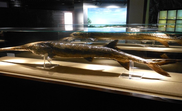 Psephurus gladius