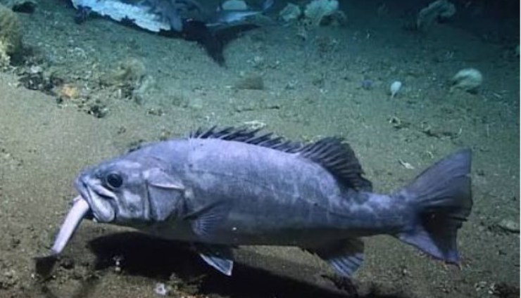 Pesce dei fondali