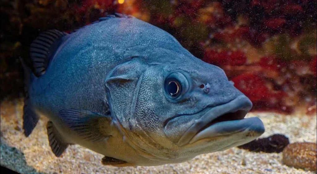 Pesce dei fondali