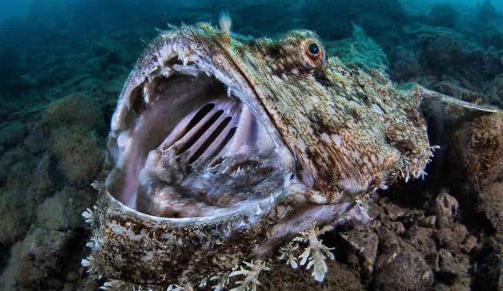 Rana Pescatrice