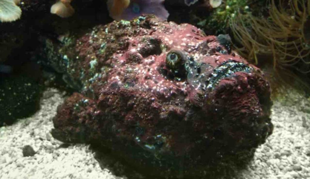 Stone fish