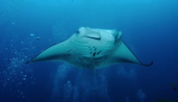 Una manta (Depositphotos foto) - www.marinecue.it