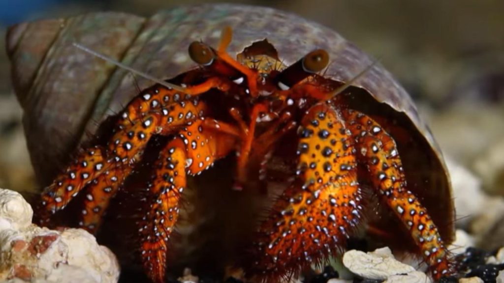 Canocchia pavone