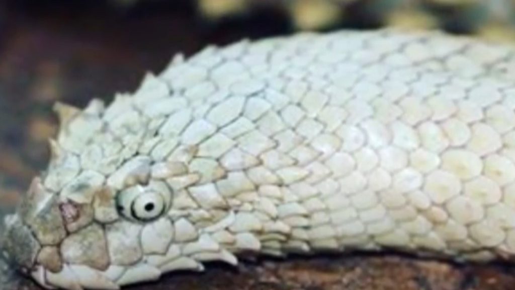 Serpente marino