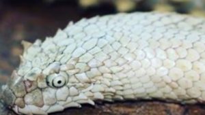Serpente marino