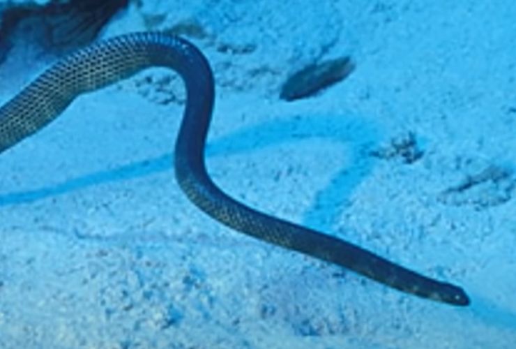 Serpente marino velenoso