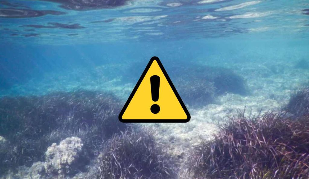 Alghe in mare e pericoli (Depositphotos foto) - www.marinecue.it