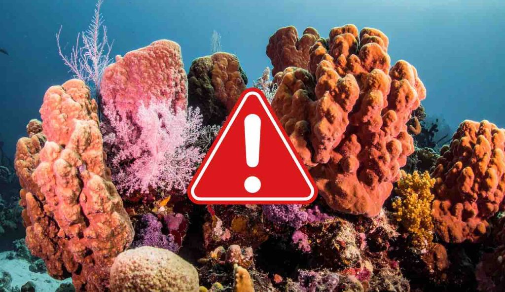 Allarme Barriera corallina