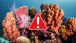 Allarme Barriera corallina